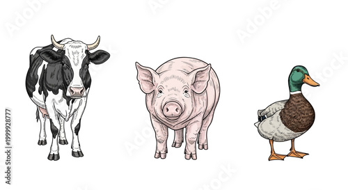 Cow pig and duck farm animals.