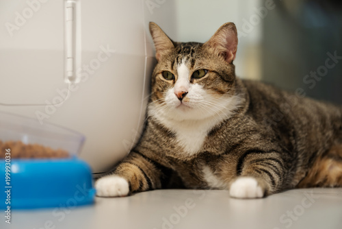 tabby cat sitting next to a modern automatic self-cleaning litter box and a bowl full of dry food at home.