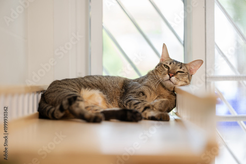 Schilderij op canvas tabby cat sleeping on a modern wooden cat climber, cat tree tower