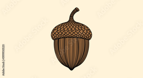 Detailed illustration of a brown forest acorn with its textured cap and smooth seed base on a plain cream background.