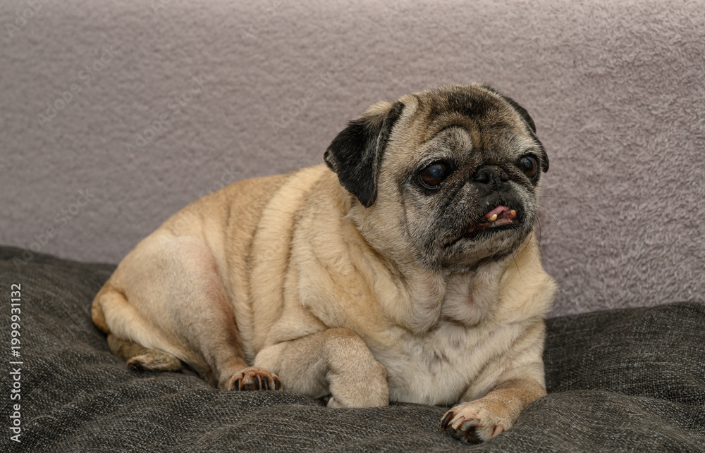 Obraz premium Senior pug lying on a sofa, cozy and friendly