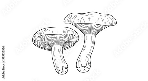 Detailed line drawing of two wild mushrooms with large caps and thick stems growing together on a plain white background.