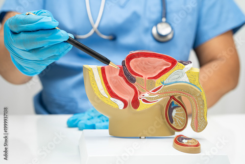 Male reproductive system, Asian doctor holding human anatomy model for study diagnosis and treatment in hospital.