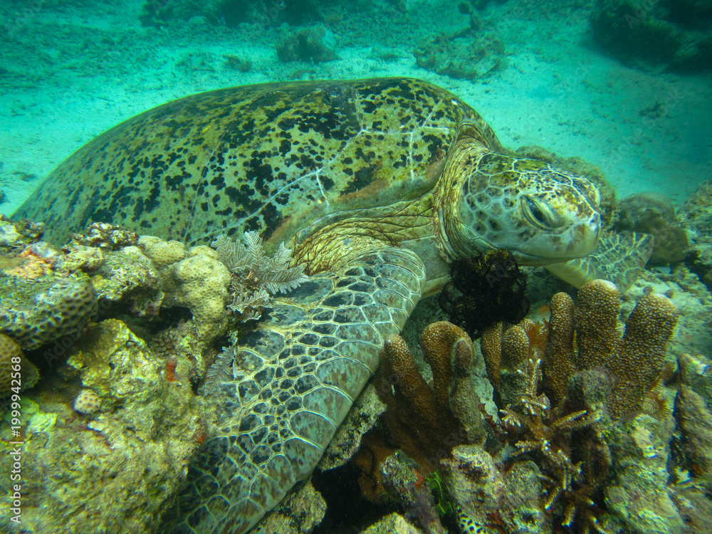 Fototapeta premium green sea turtle endangered coral reef