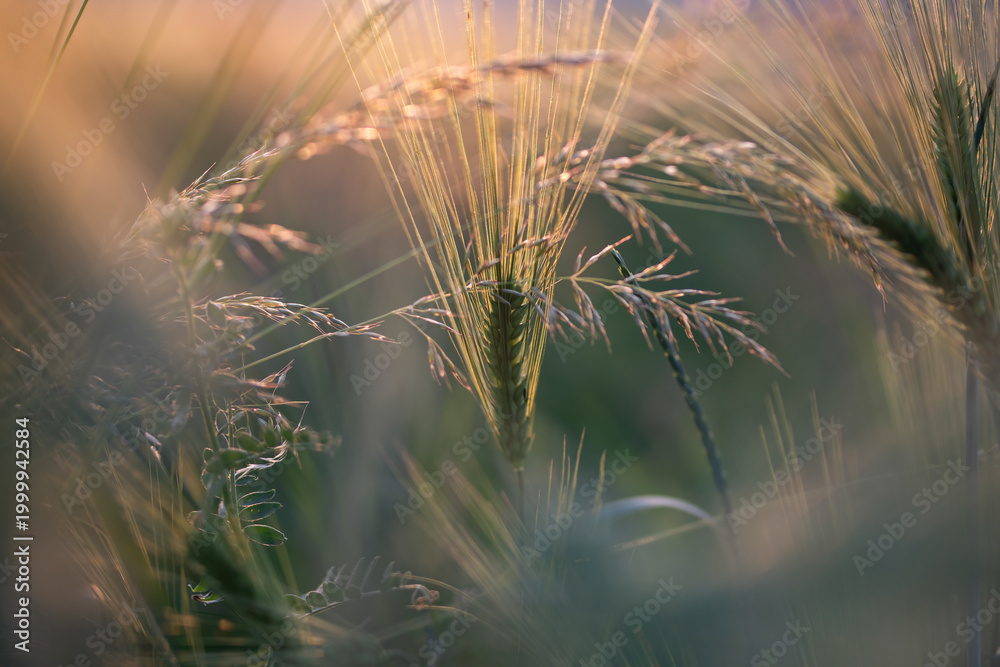 Obraz premium An ear of rye or wheat in the field.