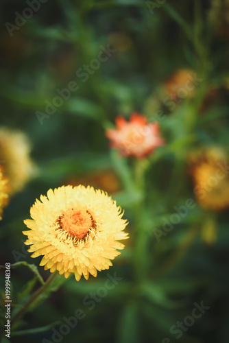the flower in the nature with dramatic tone