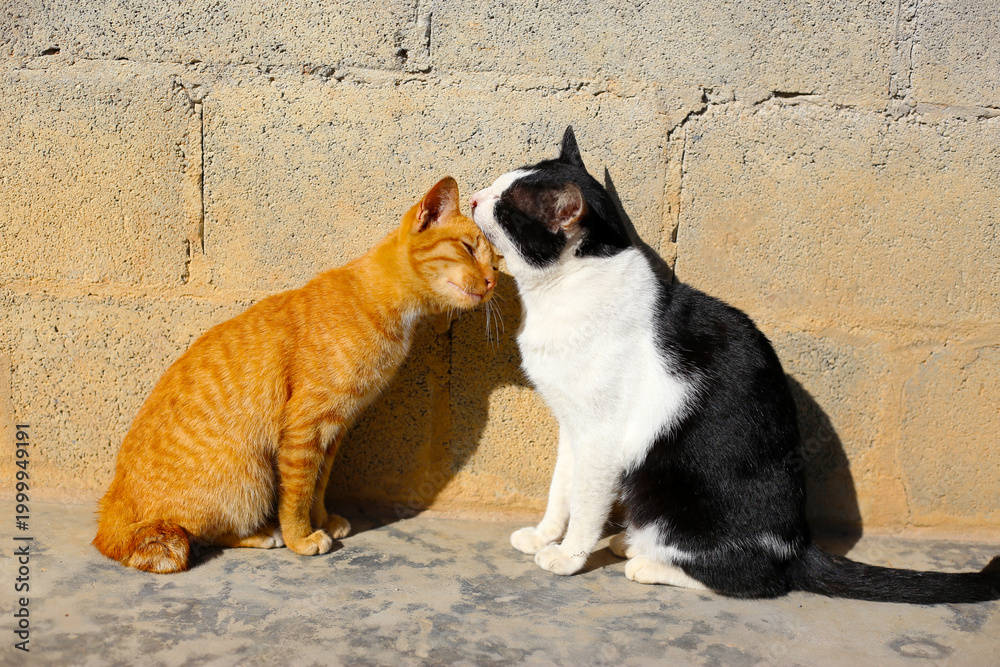 Fototapeta premium An orange cat and a black and white cat are touching each other's foreheads.