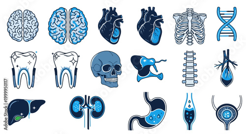 Human Anatomy Icons Set for Medical and Science Illustration Design