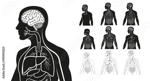 Human Anatomy Illustration of Internal Organs and Circulatory System