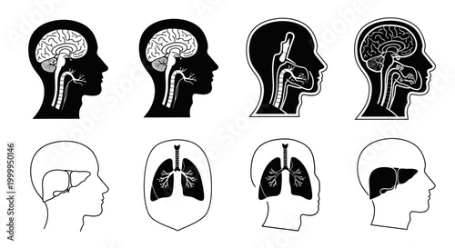 Human Anatomy Internal Organs Illustration for Medical and Educational Usage