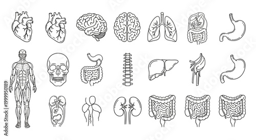 Human Anatomy Illustration Vector Medical Body Organs Doodle Line Art
