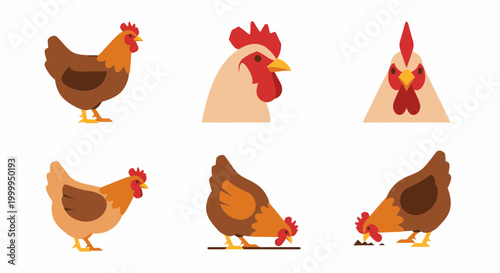 chicken hen rooster farm animal.