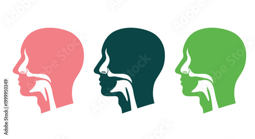 Human Head Profile Anatomy Colorful Vector Art for Medical Illustration