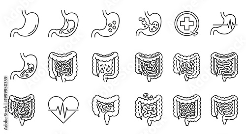 Human Gastrointestinal Tract Stomach and Intestine Organ Icons Vector Line