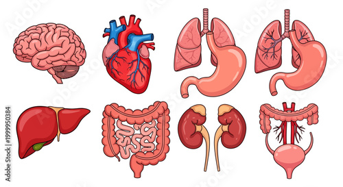 Human Internal Organs Illustration Anatomy for Medical Educational Purposes