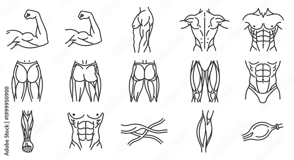 Fototapeta premium Muscle Anatomy Line Icons Showing Bodily Fitness and Strength Diagrams