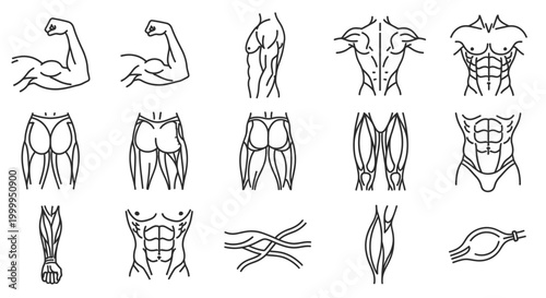 Muscle Anatomy Line Icons Showing Bodily Fitness and Strength Diagrams