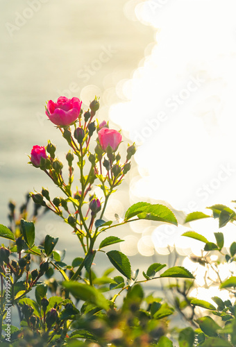 the flower in the nature with dramatic tone