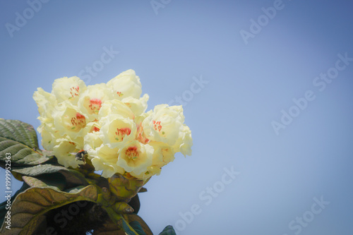 the flower in the nature with dramatic tone