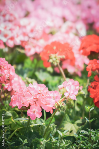 colorful flowers in the nature with dramatic tone