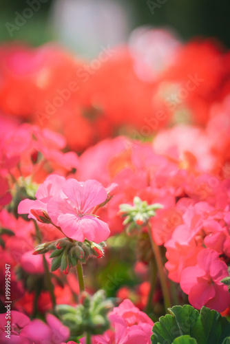 colorful flowers in the nature with dramatic tone