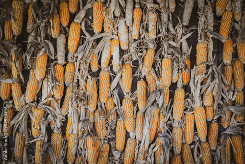 fence made by corn with dramatic tone