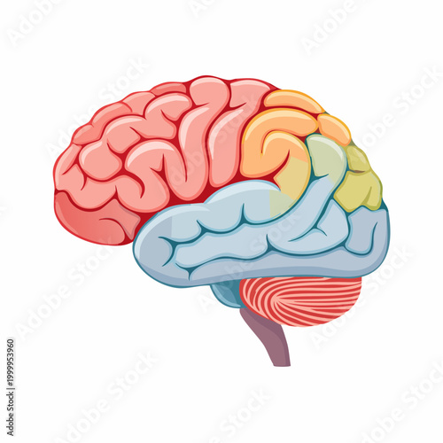 Illustration of Human Brain Lobes