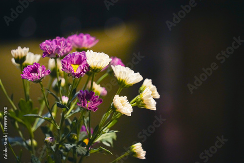 the flower in the nature with dramatic tone