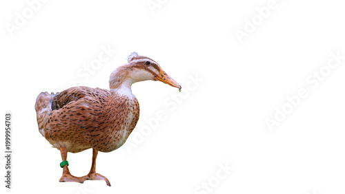Tableau sur toile wild duck isolated on white, the thirsty duck standing alone, duck with some wat