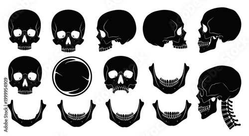 Skull Vector for Anatomy Medical and Forensic Science Designs Illustration