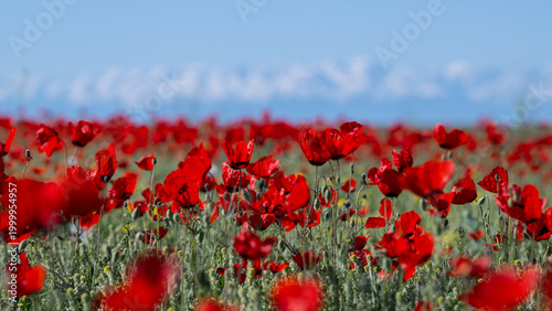 Canvastavla Scarlet poppy flowers in a field on a spring morning
