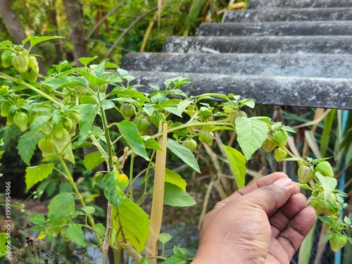 Hand Next to Tomatillo Plant with Husk Tomatoes