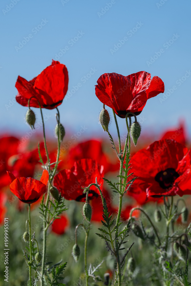Naklejka premium Scarlet poppy flowers in a field on a spring morning