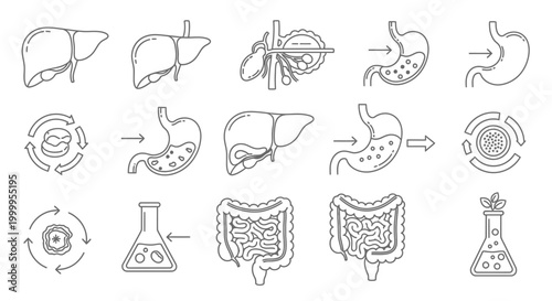 Whisking Nutrients Digestion Process Illustrated Explaining Metabolic Stages