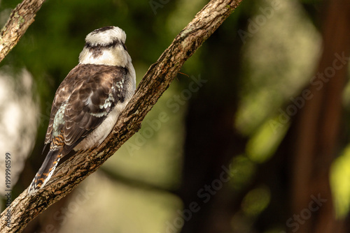 Kookaburra perched on a tree branch in its natural habitat