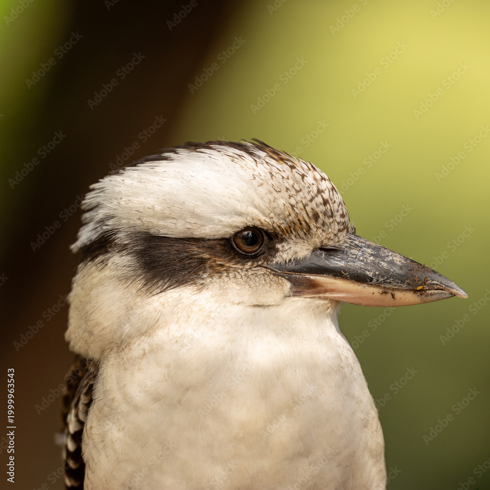 Fototapeta premium Lovely close up headshot of a Kookaburra bird taken in Australia