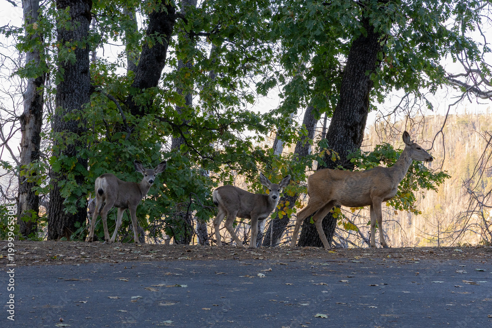 Fototapeta premium herd of deers in forest