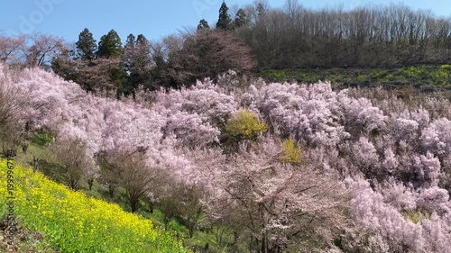 生花の里の千本桜と菜の花