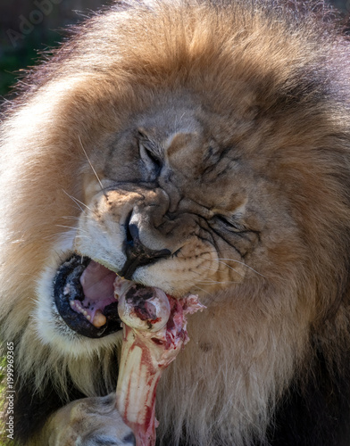 Canvas Print Up close portrait of a lion gnawing on a large bone with some meat