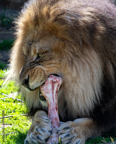 Photography Up close portrait of a lion gnawing on a large bone with some meat