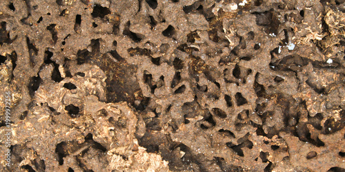Slika na platnu Detailed termite nest structure with soil texture and eaten wood