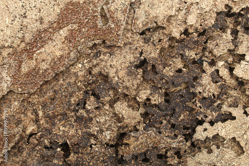 Fotografi Detail of the texture of wood that has been severely damaged by termites