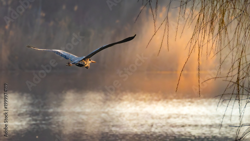 Bilde på lerret Grey heron gliding over calm water in golden light, wings extended, soft reflections, delicate hanging branches framing the scene, tranquil wildlife landscape