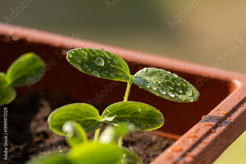 Close-up of young cucumber seedlings in a brown planter, with fresh water droplets on green leaves, illuminated by soft natural light, symbolizing growth, freshness, and new life.