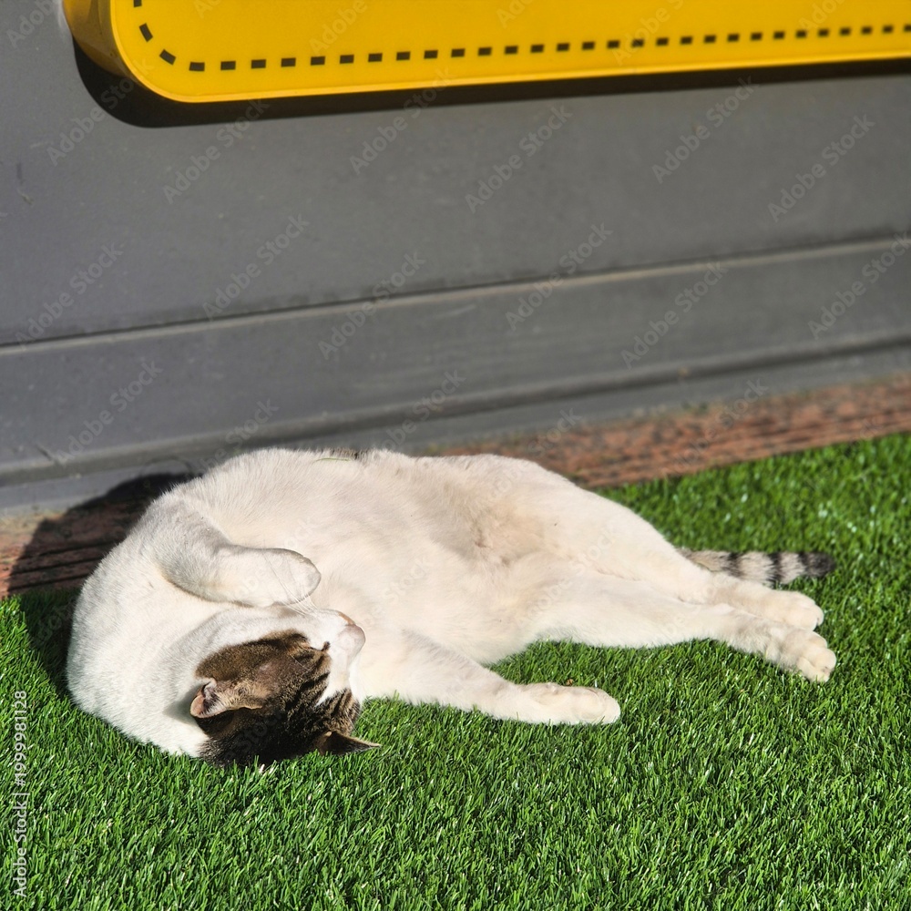Fototapeta premium Relaxed Cat Lying on Artificial Grass
