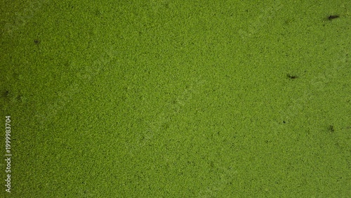Obraz na płótnie High angle view of duckweed covering the water surface texture background
