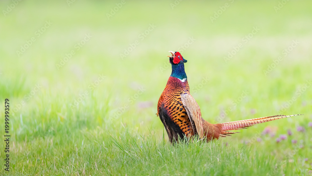 Φωτογραφία Ringneck Pheasant (Phasianus colchicus) male