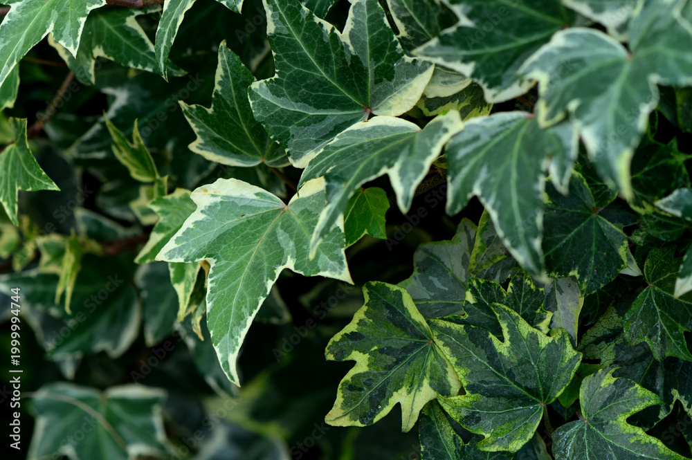 Obraz premium Green Climbing Ivy Foliage Close-Up Background