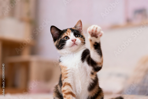 Cat raising paw, pet behavior, for animal care and pet product marketing