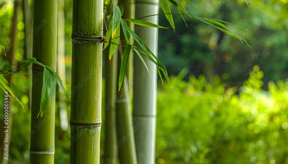 Fototapeta premium Tallos de bambú verde en un jardín natural con fondo desenfocado